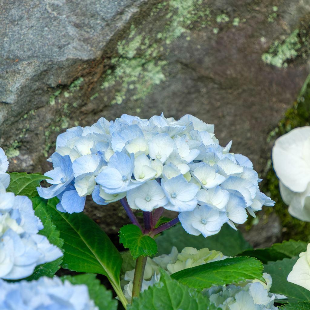Hortensja ogrodowa Nikko Blue