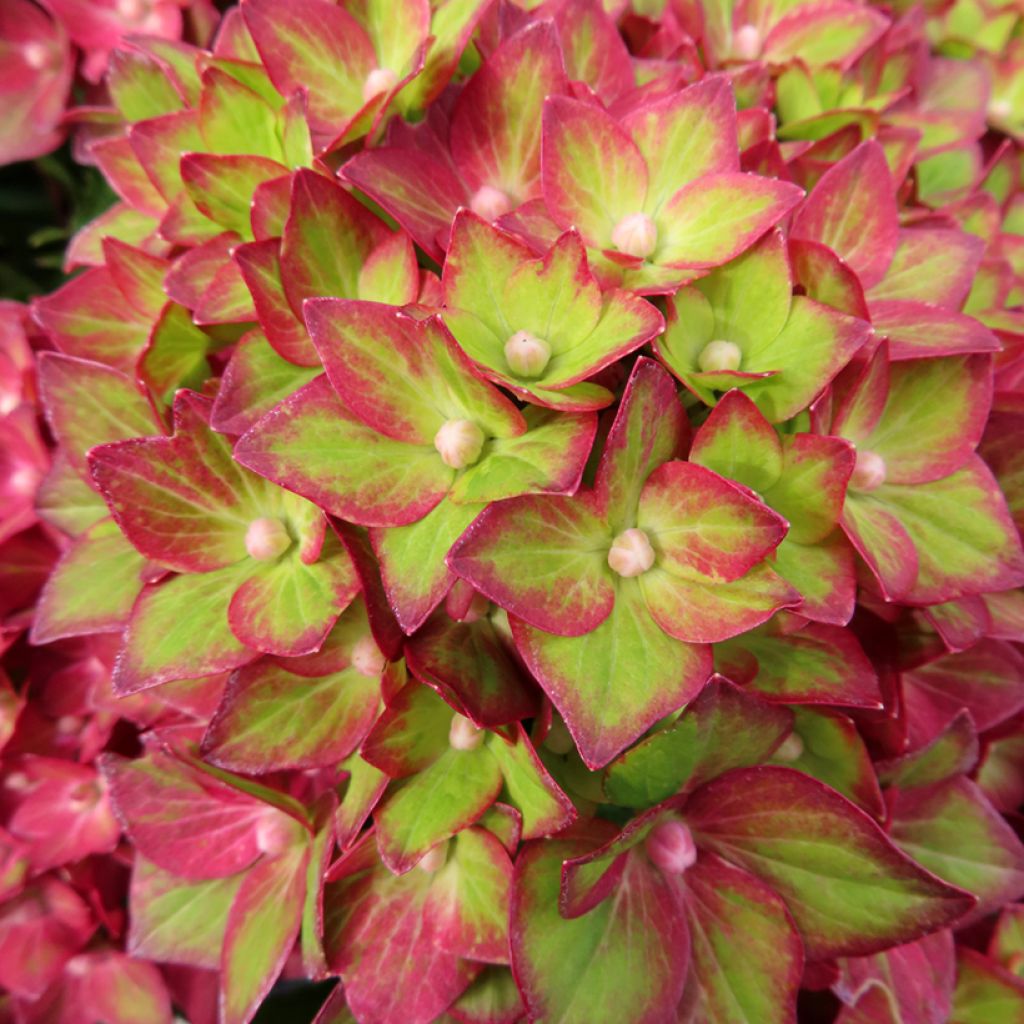Hortensja ogrodowa Rebellion Red Love