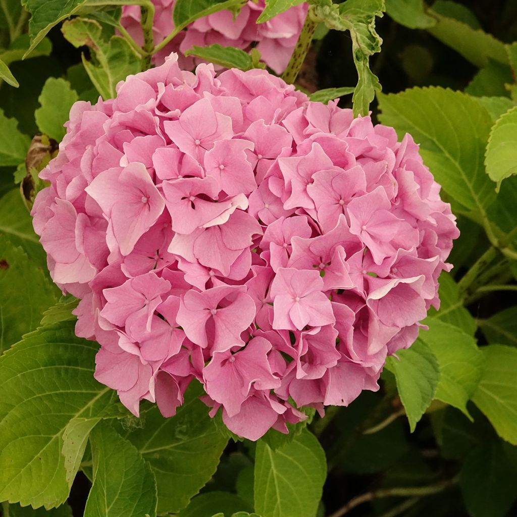 Hortensja ogrodowa Renate Steiniger
