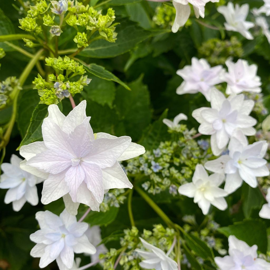 Hortensja ogrodowa Shooting Star