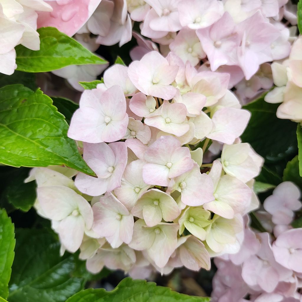 Hortensja ogrodowa Soft Pink Salsa