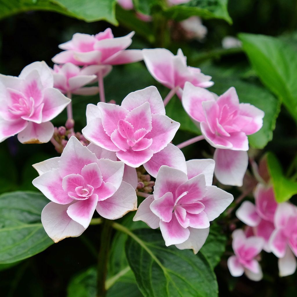 Hortensja ogrodowa Stargazer