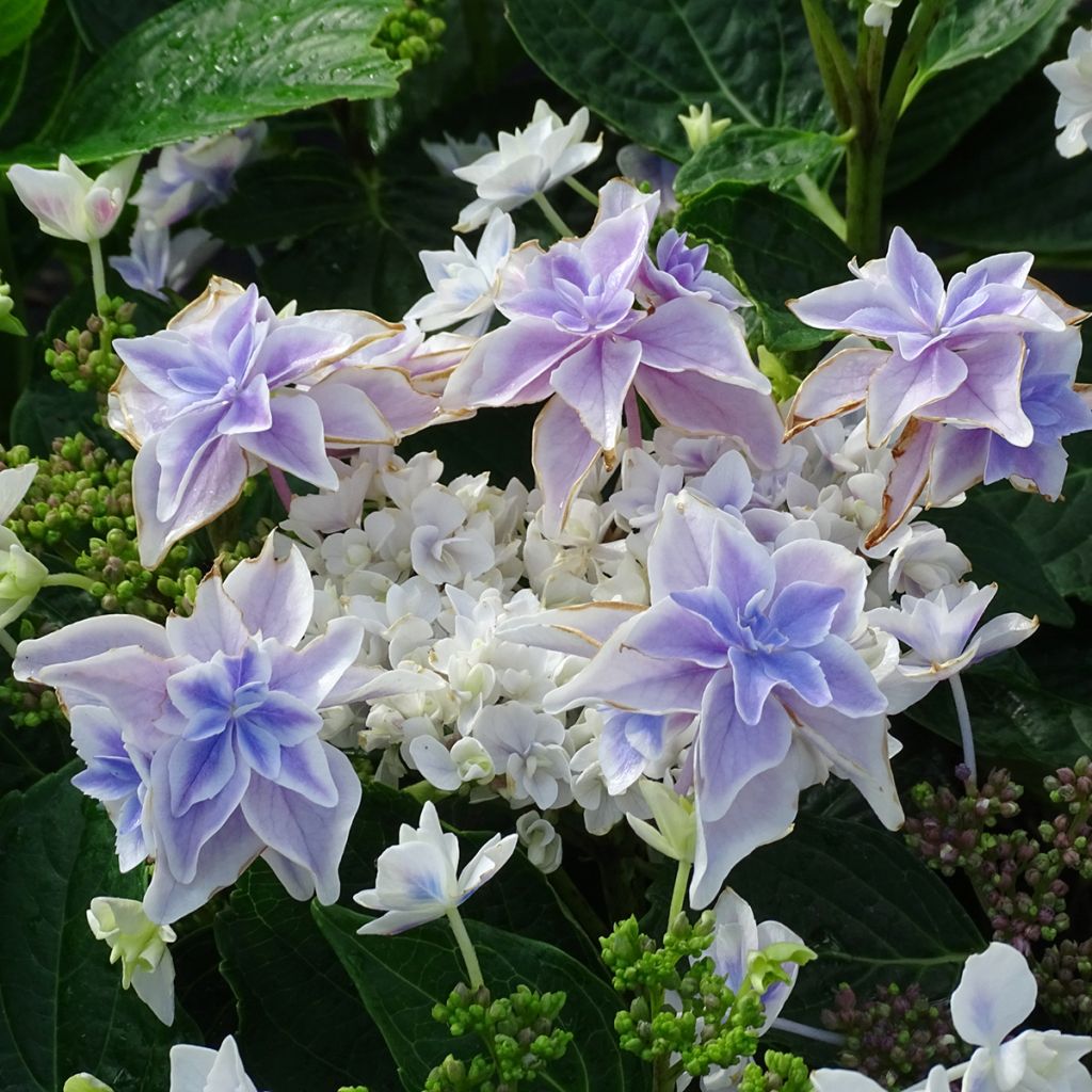 Hortensja ogrodowa Stargazer
