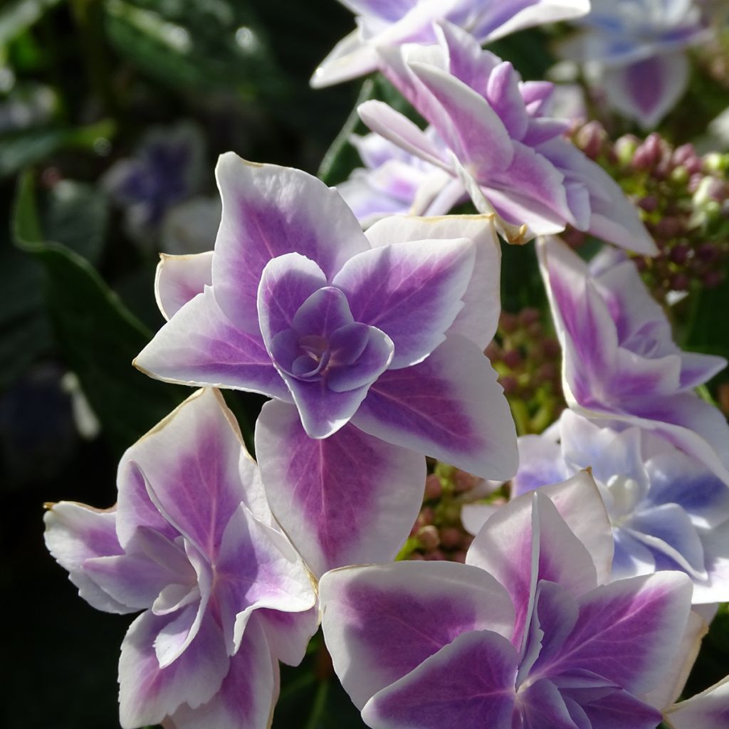 Hortensja ogrodowa Stargazer