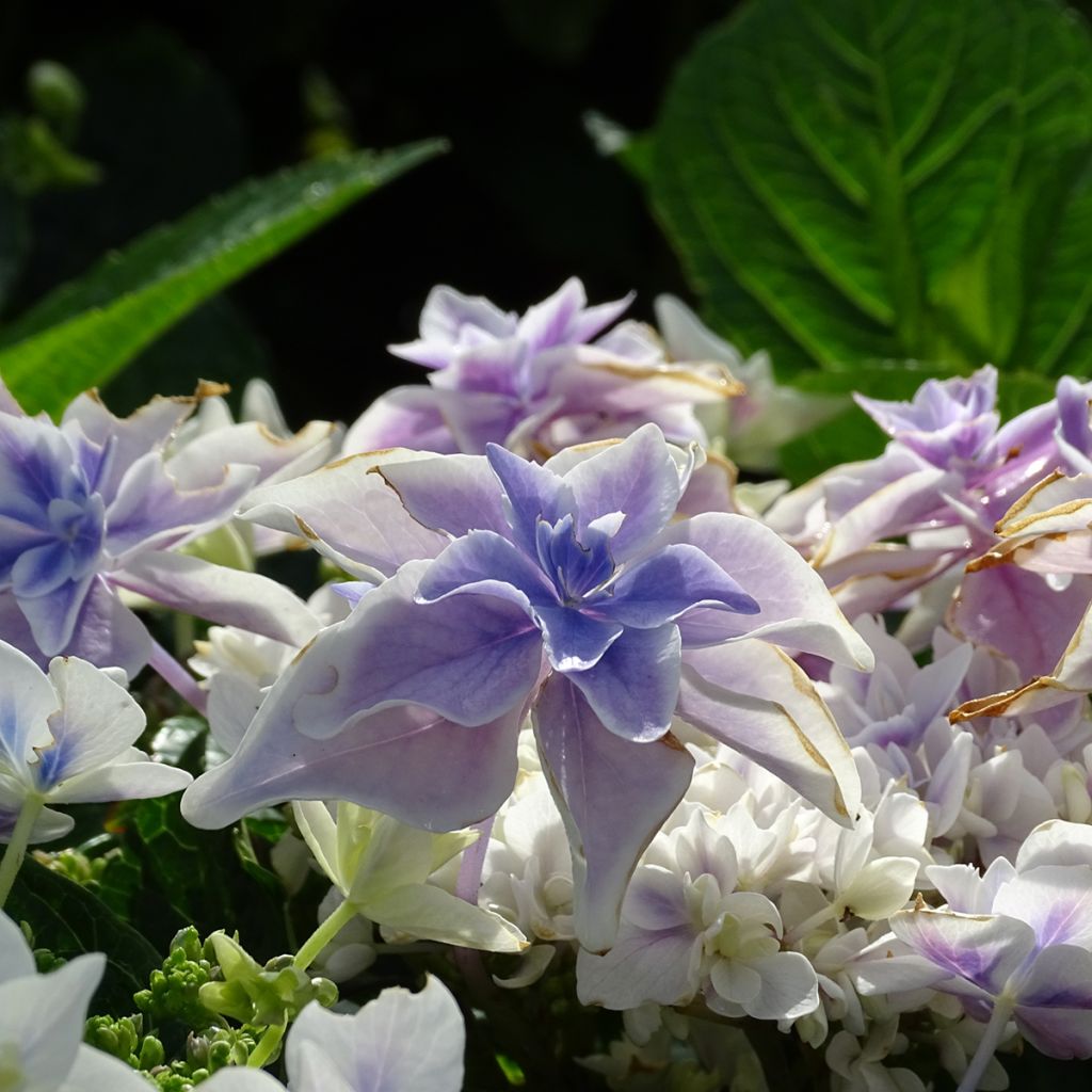 Hortensja ogrodowa Stargazer