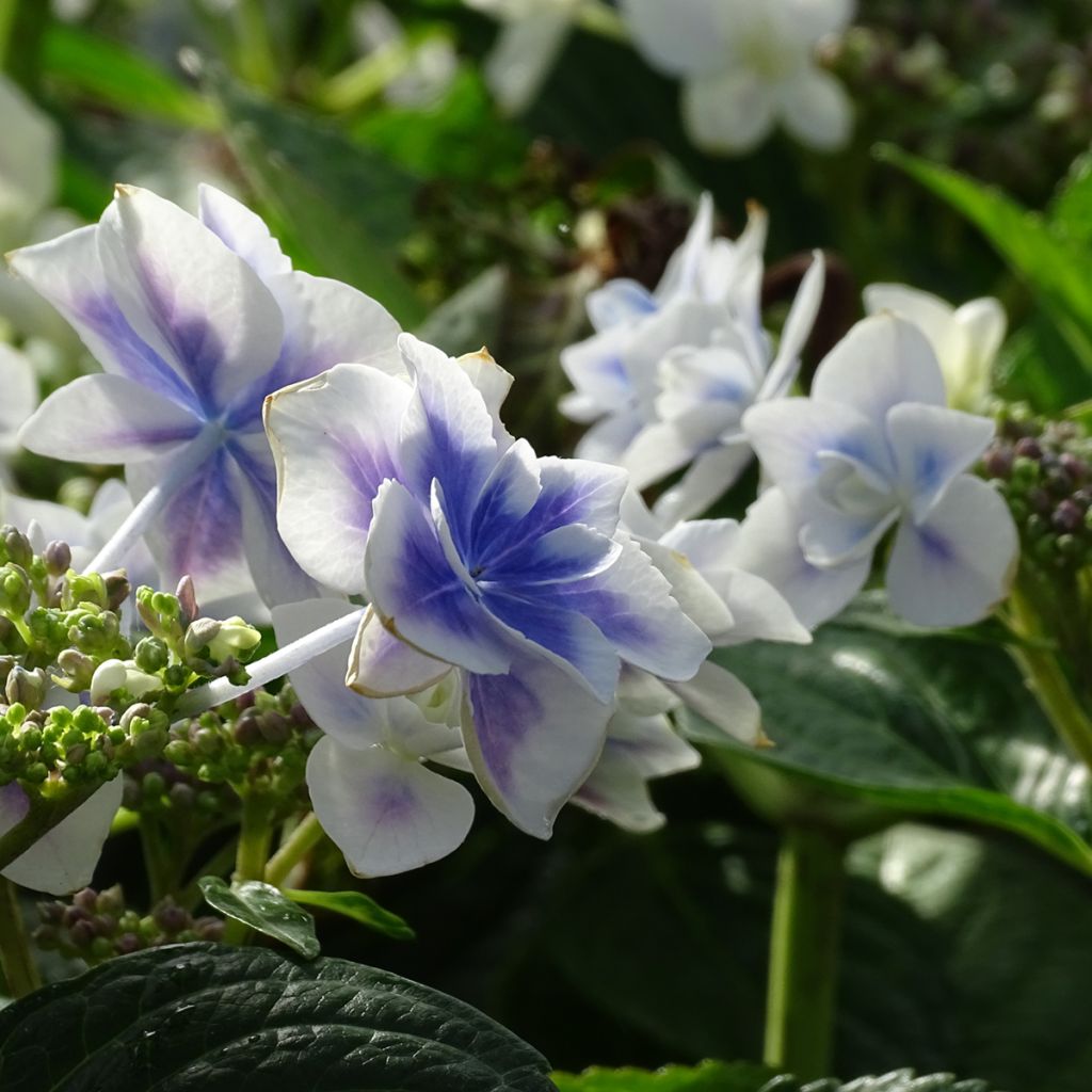 Hortensja ogrodowa Stargazer
