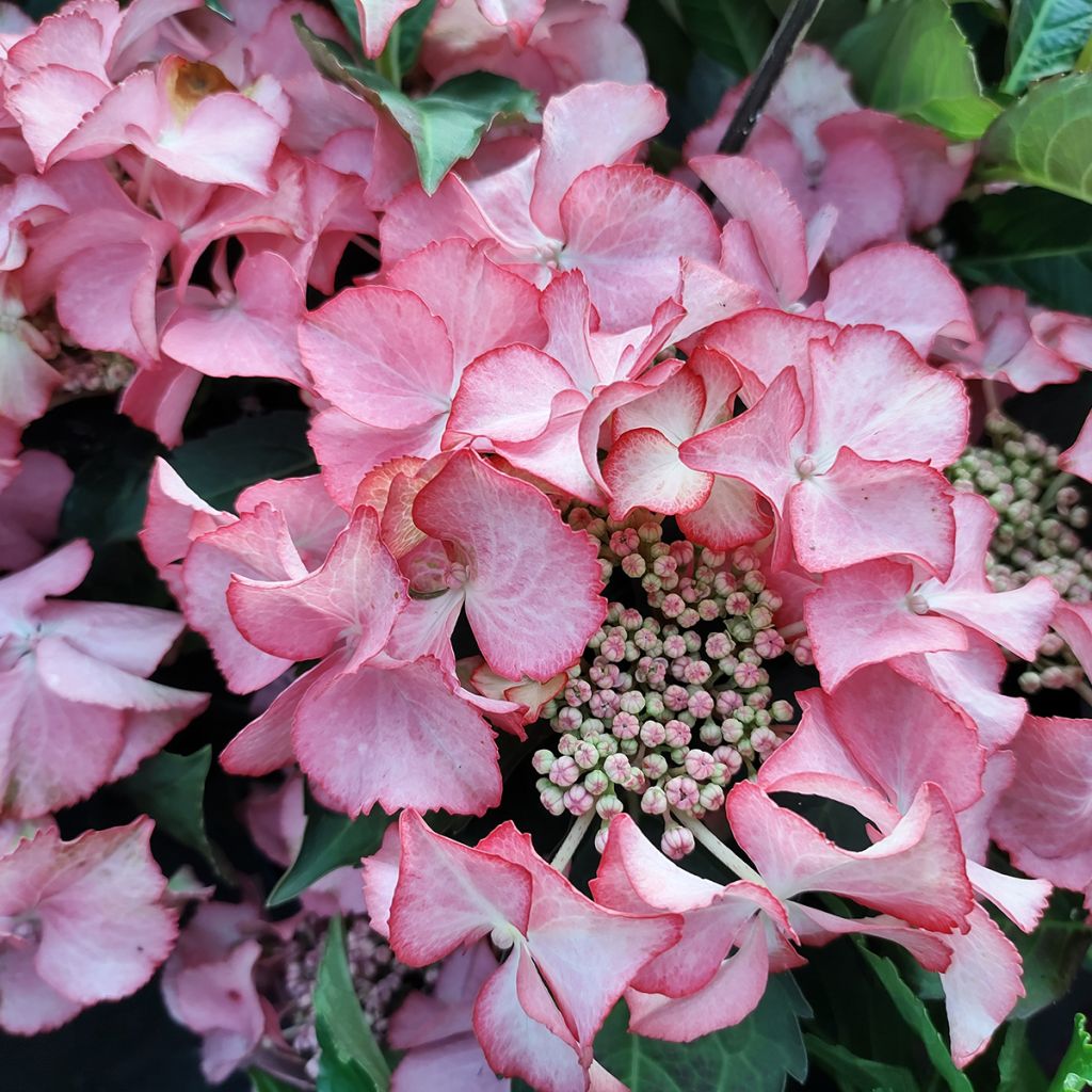 Hortensja ogrodowa Tiffany