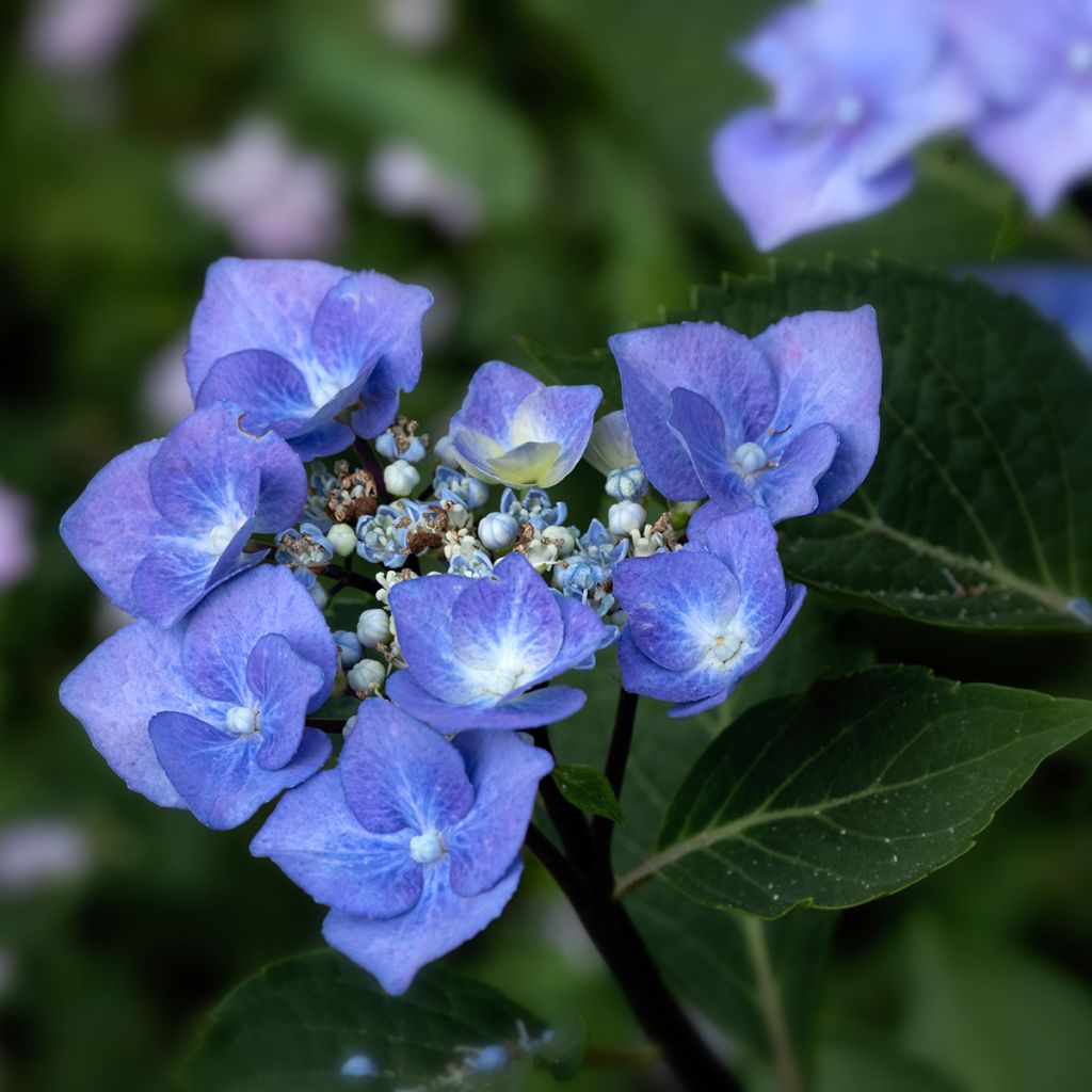 Hortensja ogrodowa Zorro bleu
