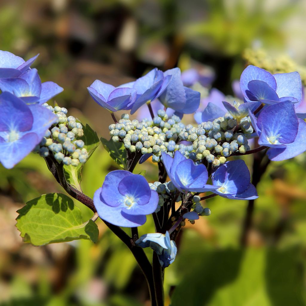Hortensja ogrodowa Zorro bleu