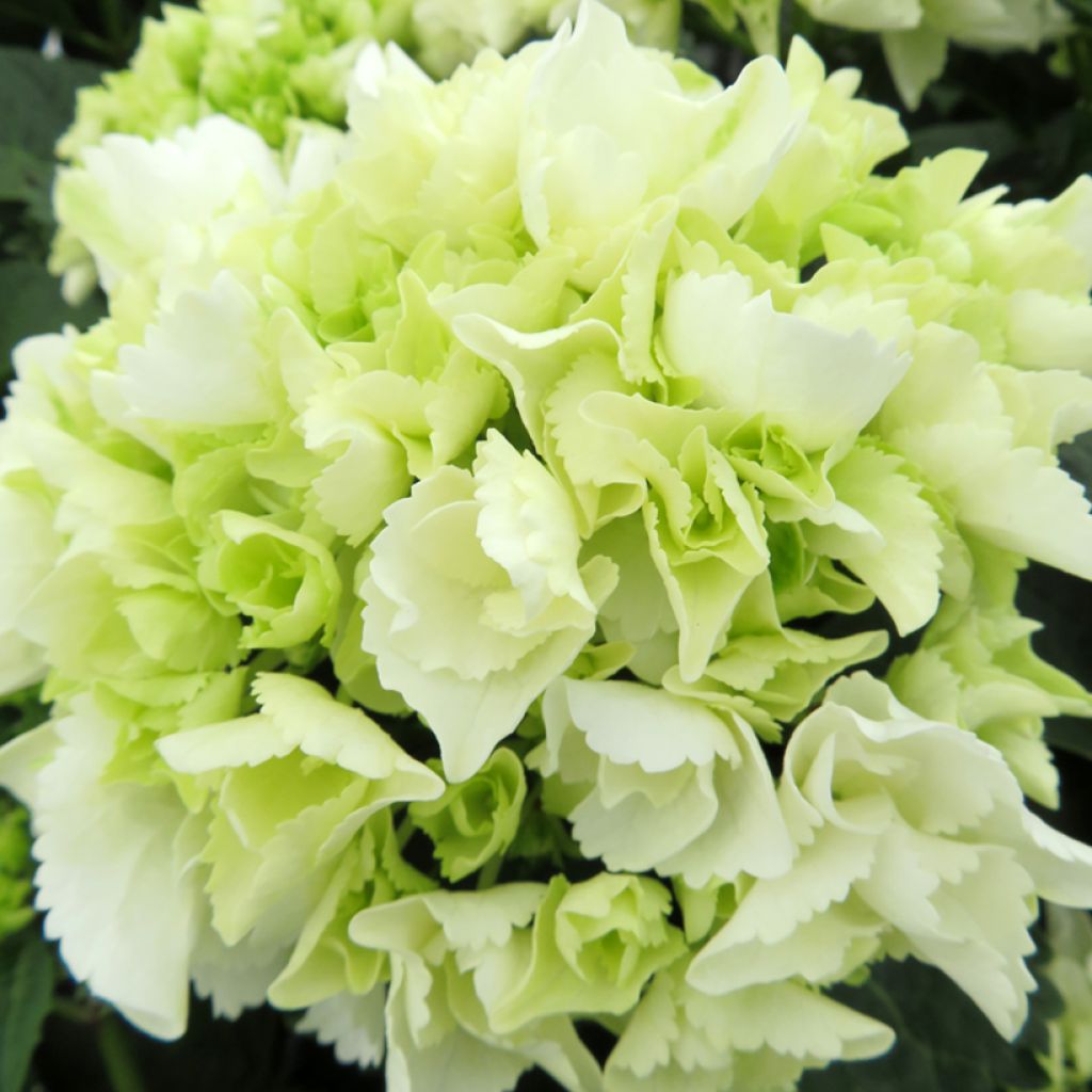 Hortensja ogrodowa Bright White