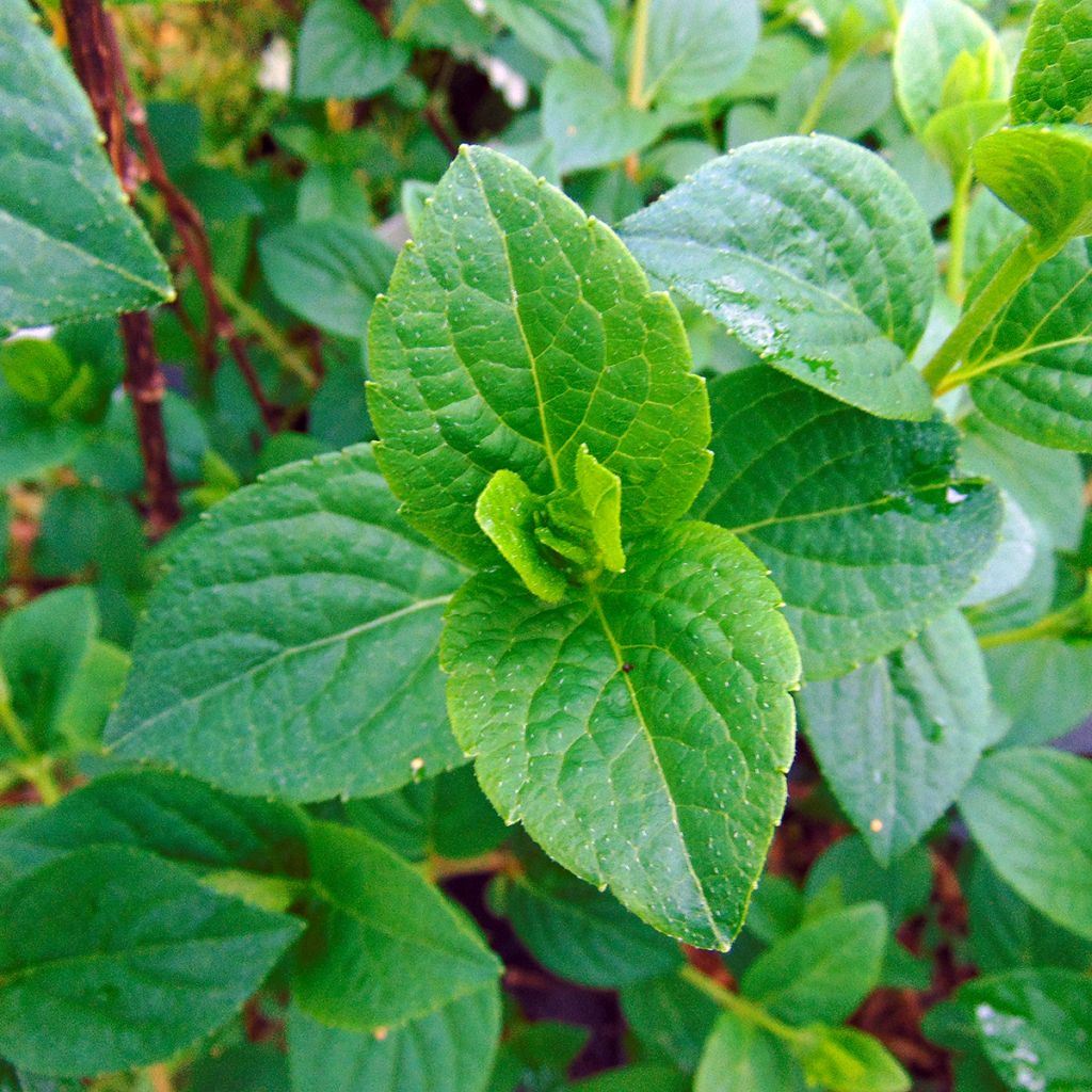 Hortensja bukietowa Sundae Fraise