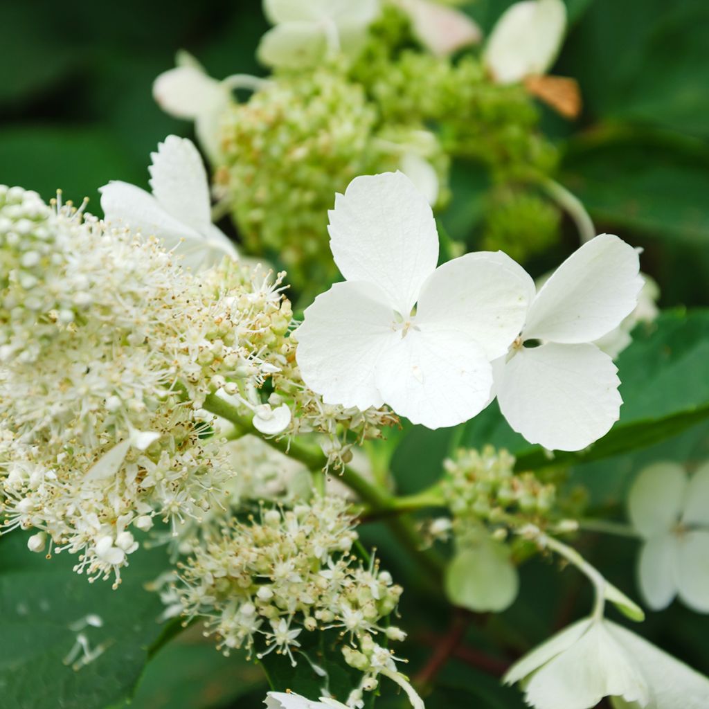 Hortensja bukietowa White Moth