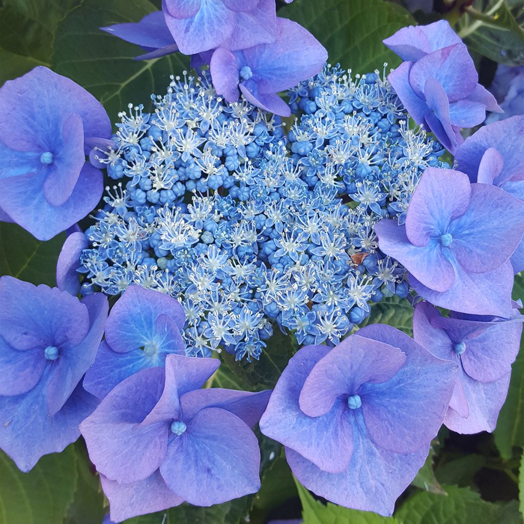 Hortensja piłkowana Blue Bird