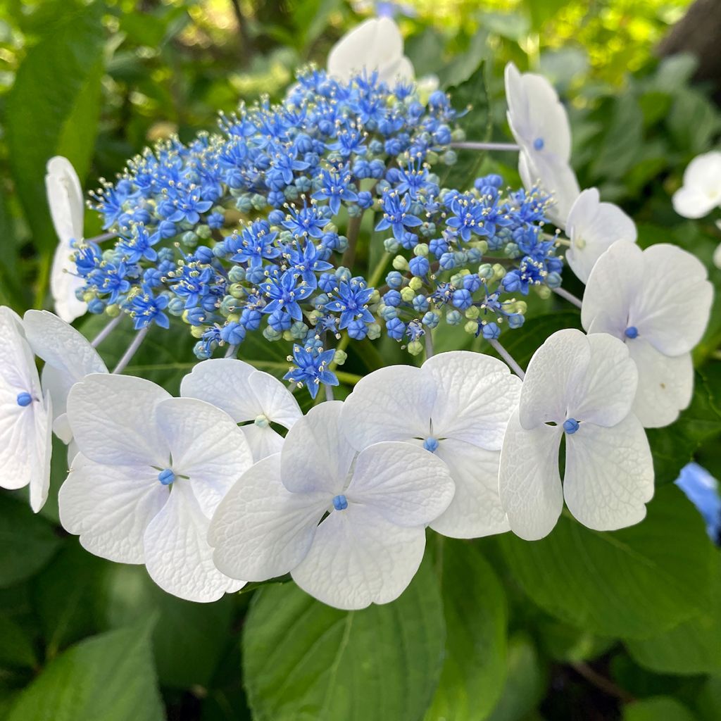 Hortensja piłkowana Blue Bird