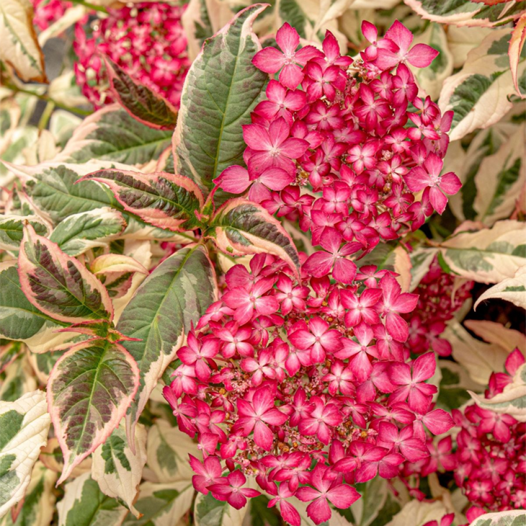 Hortensja piłkowana Euphoria Pink