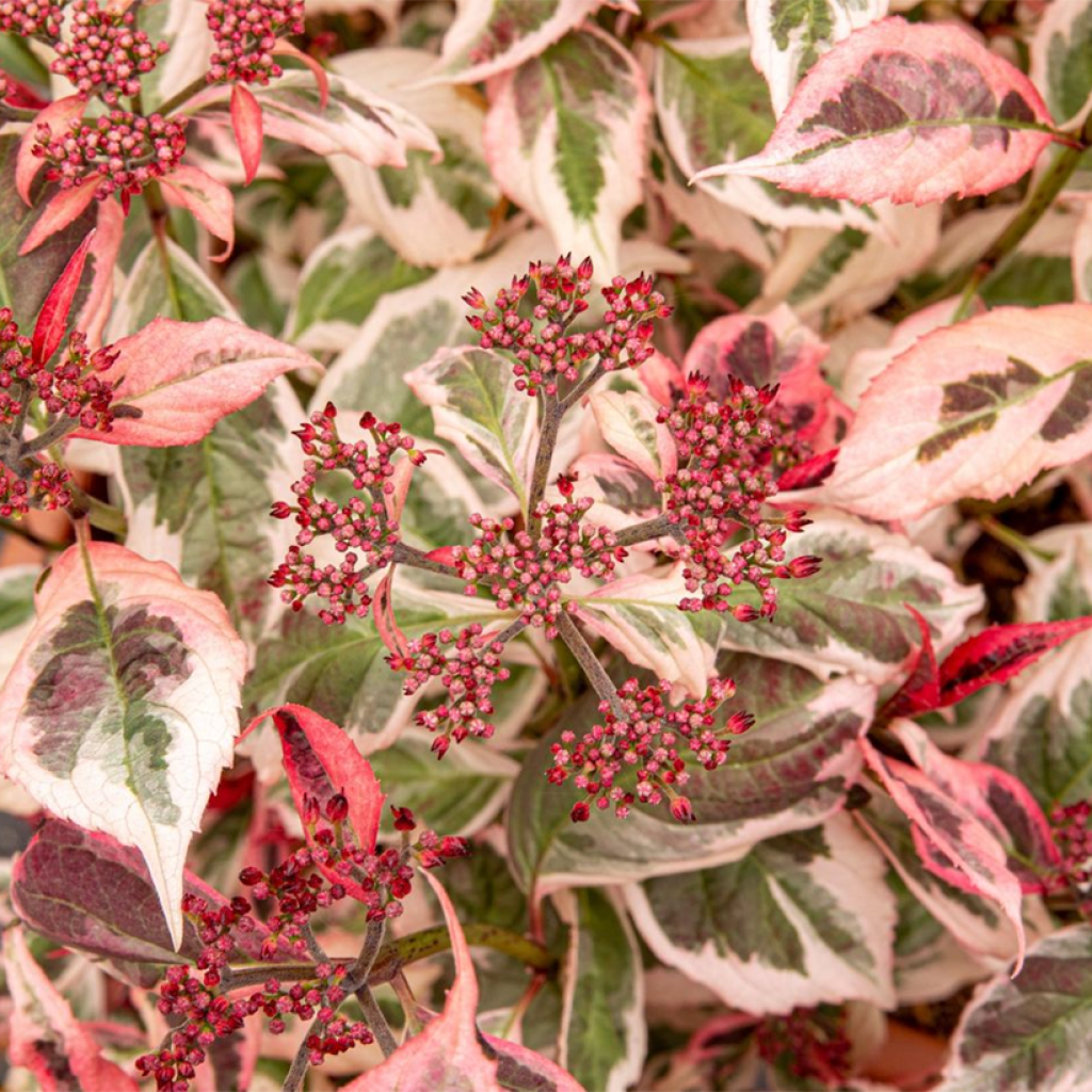 Hortensja piłkowana Euphoria Pink
