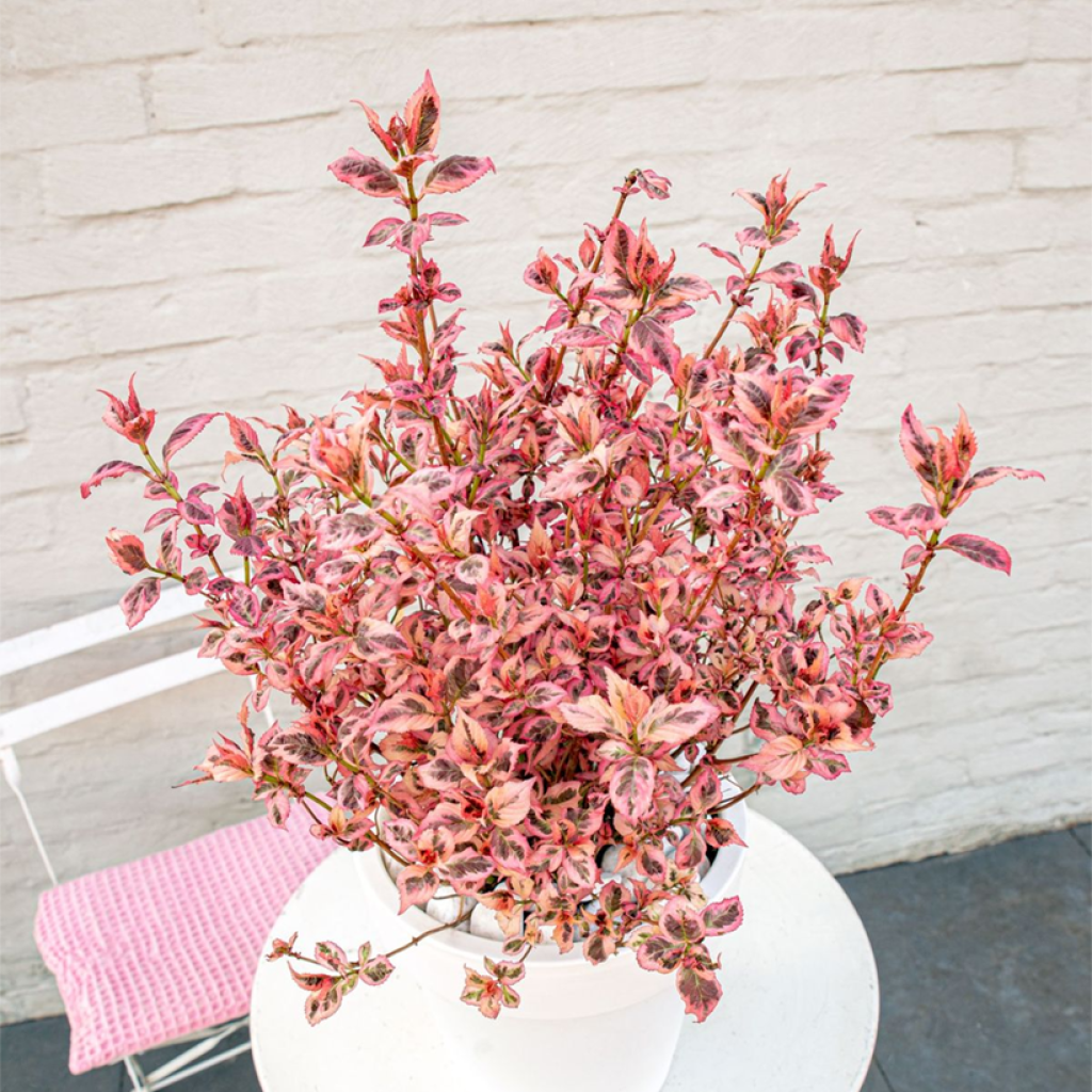 Hortensja piłkowana Euphoria Pink