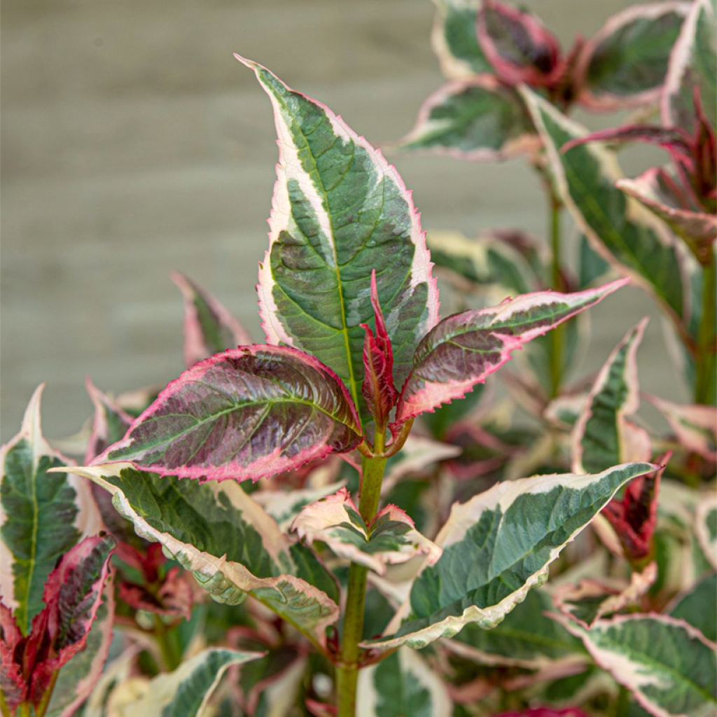 Hortensja piłkowana Euphoria Pink