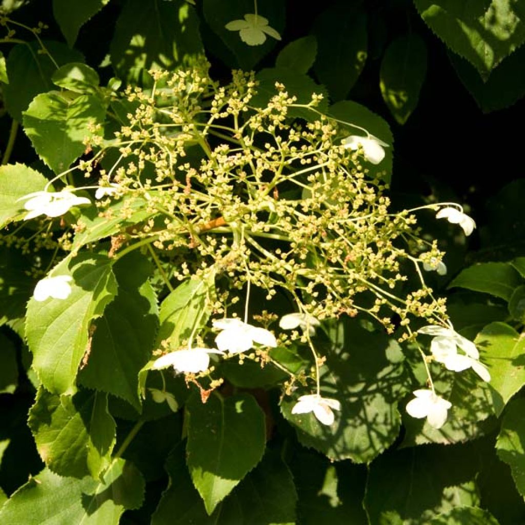 Hydrangea anomala subsp. petiolaris - Hortensja pnąca