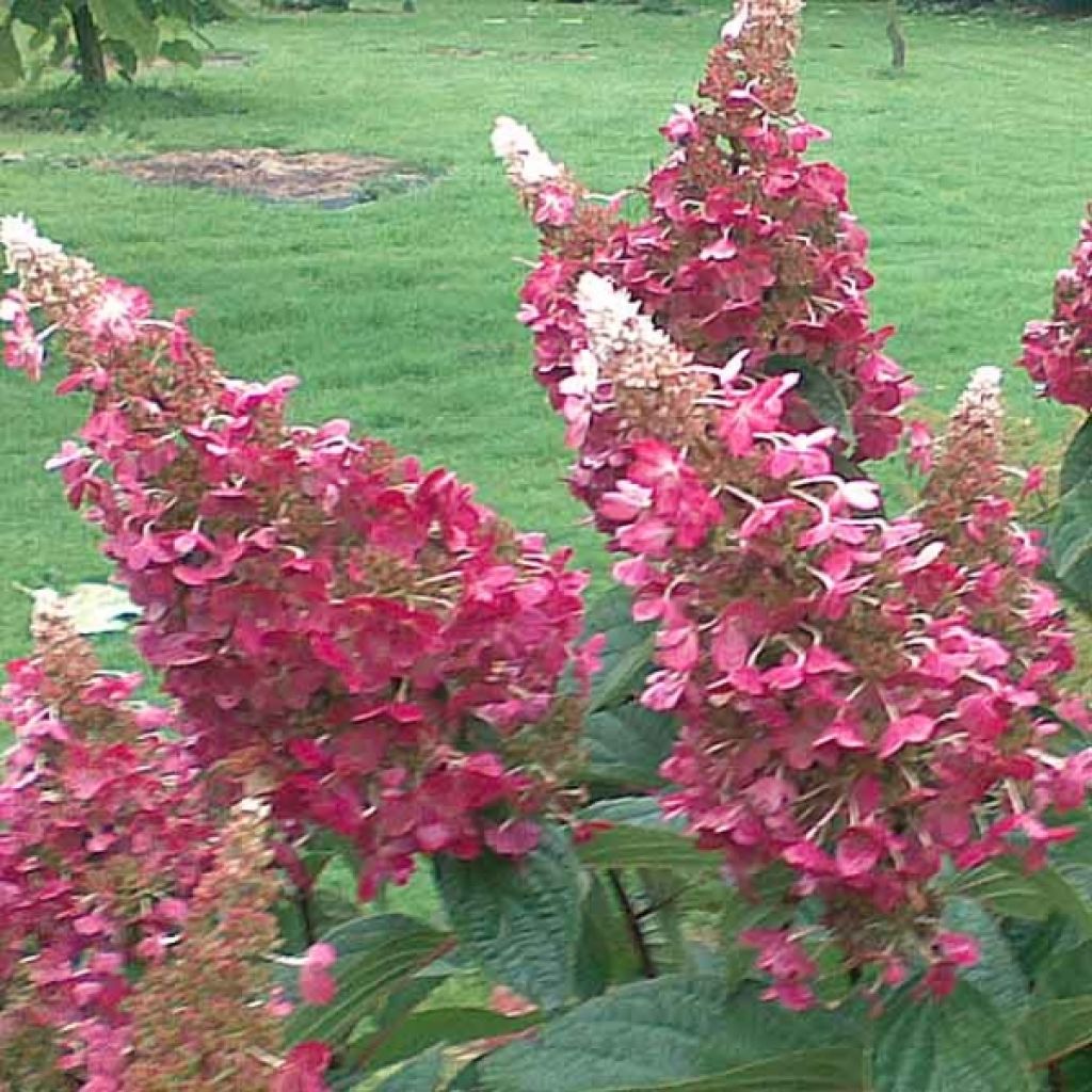 Hortensja bukietowa Pinky Winky