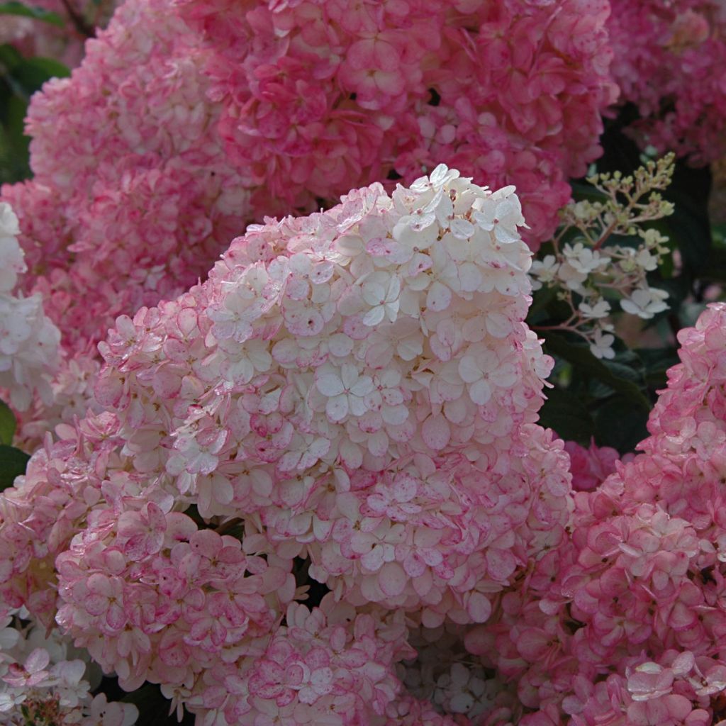 Hortensja bukietowa Vanille Fraise