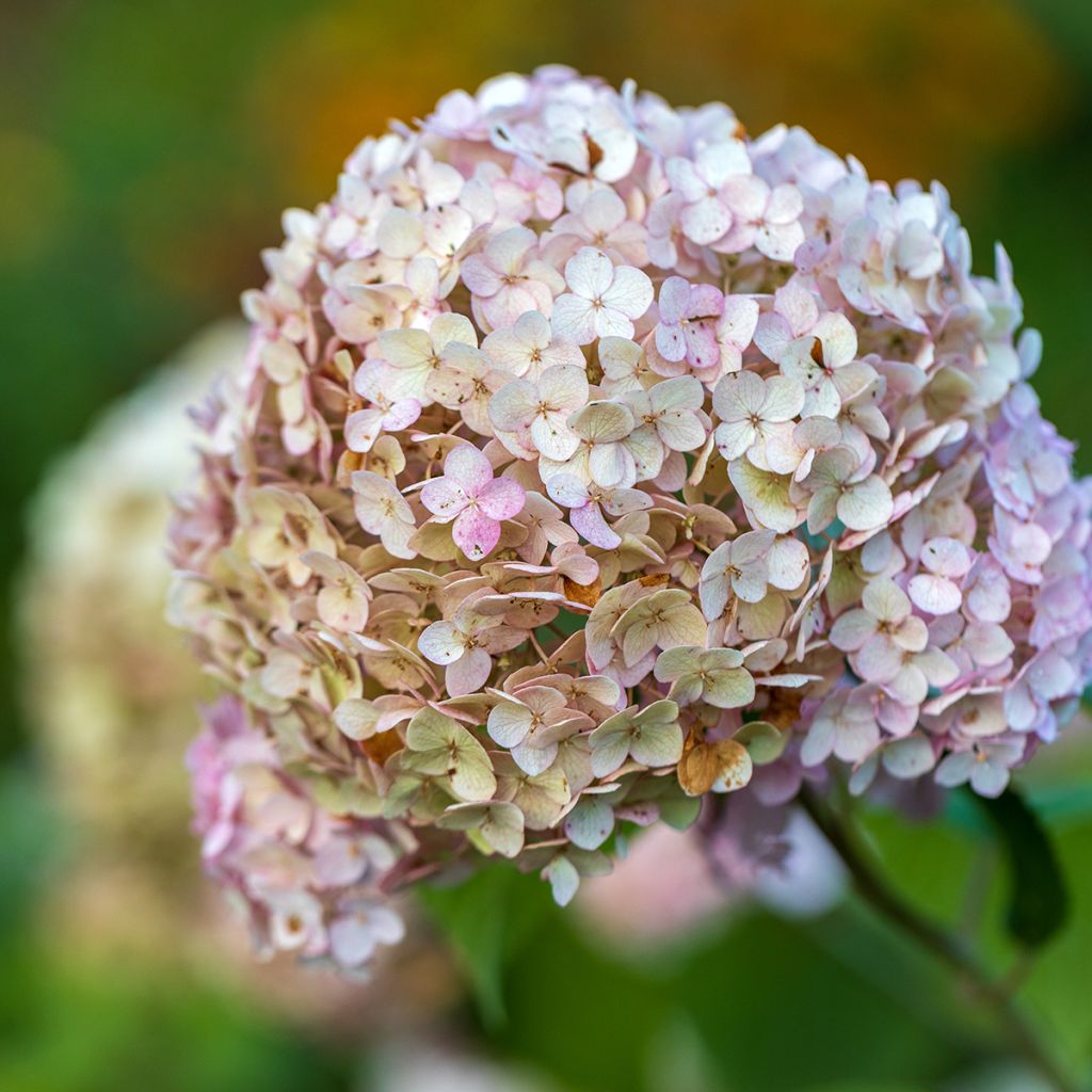 Hortensja krzewiasta Candybelle Bubblegum
