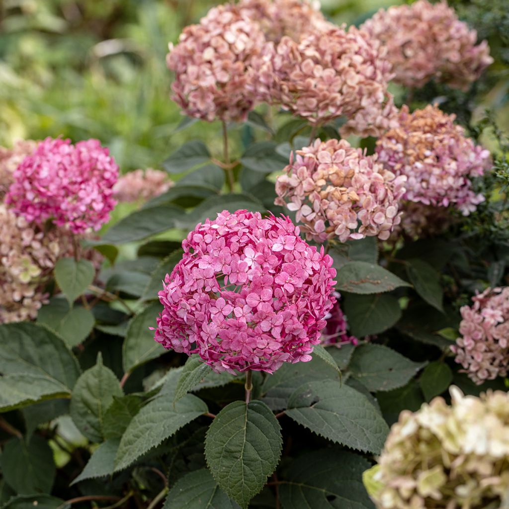 Hortensja krzewiasta Candybelle Bubblegum