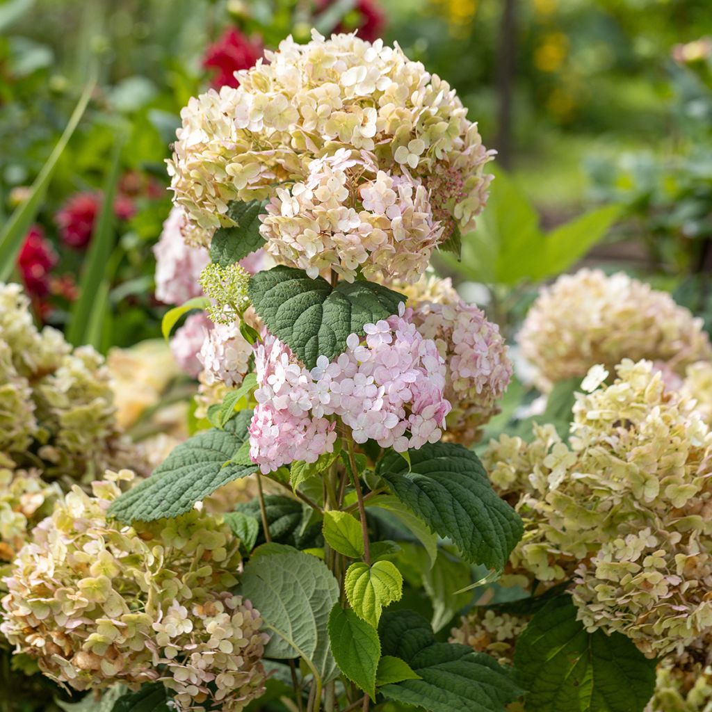Hortensja krzewiasta Candybelle Bubblegum