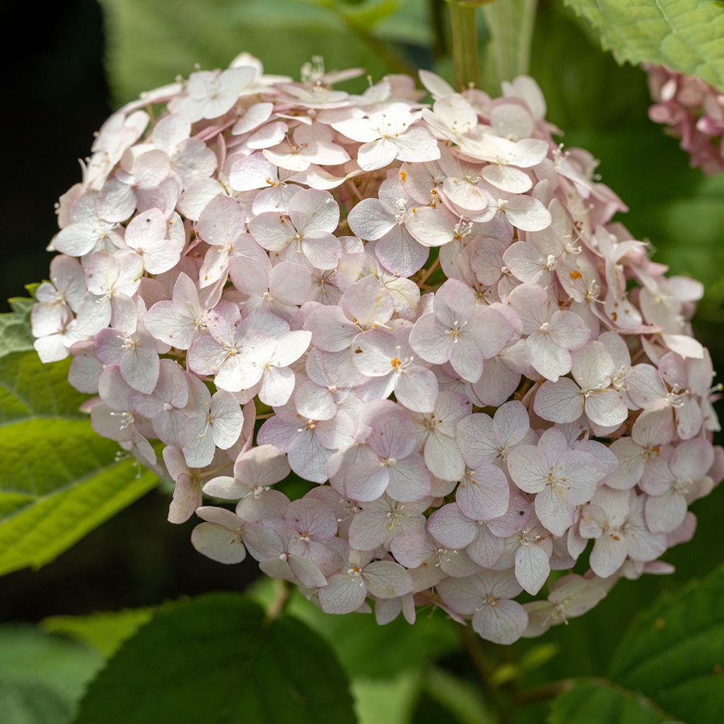 Hortensja krzewiasta Candybelle Bubblegum