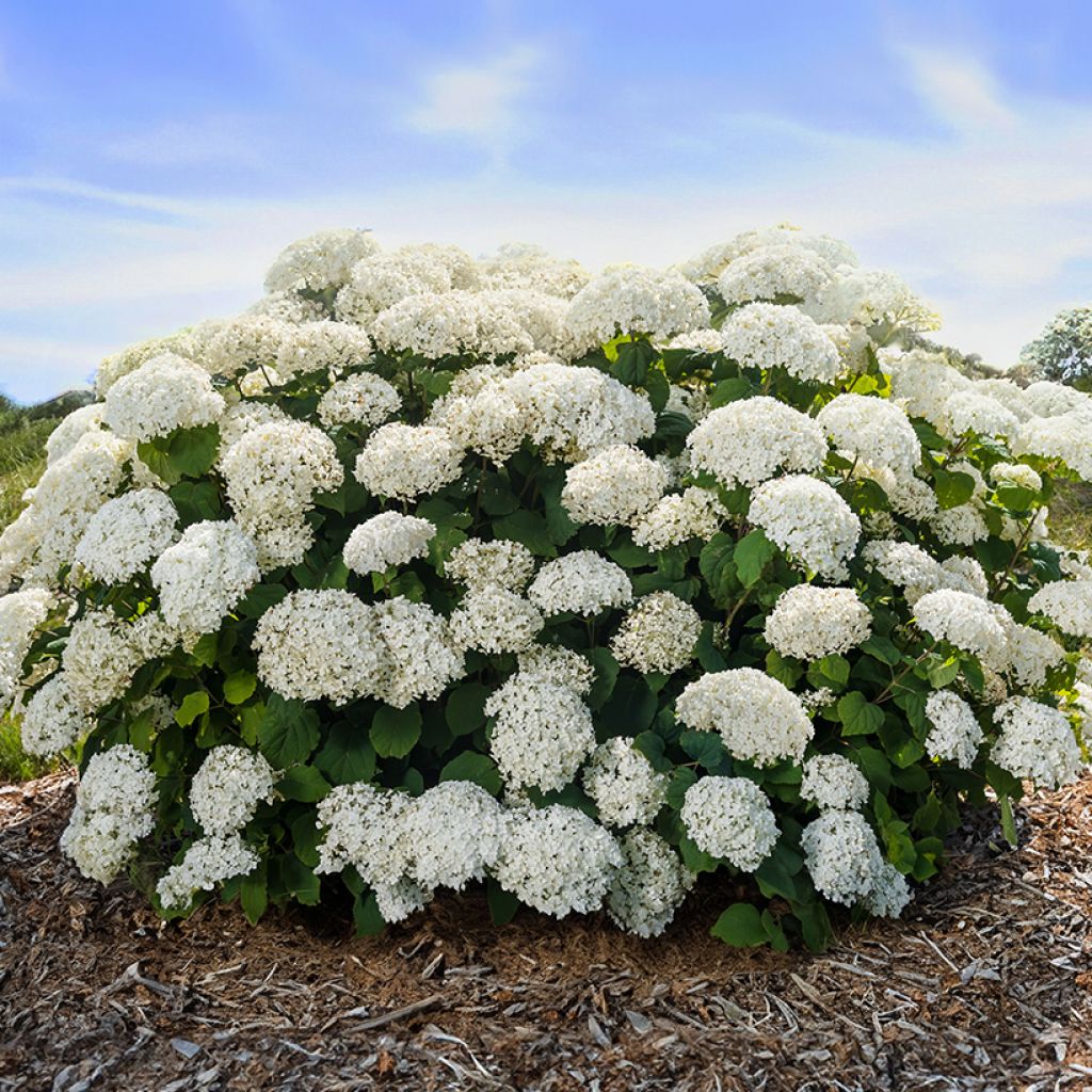 Hortensja krzewiasta FlowerWOW