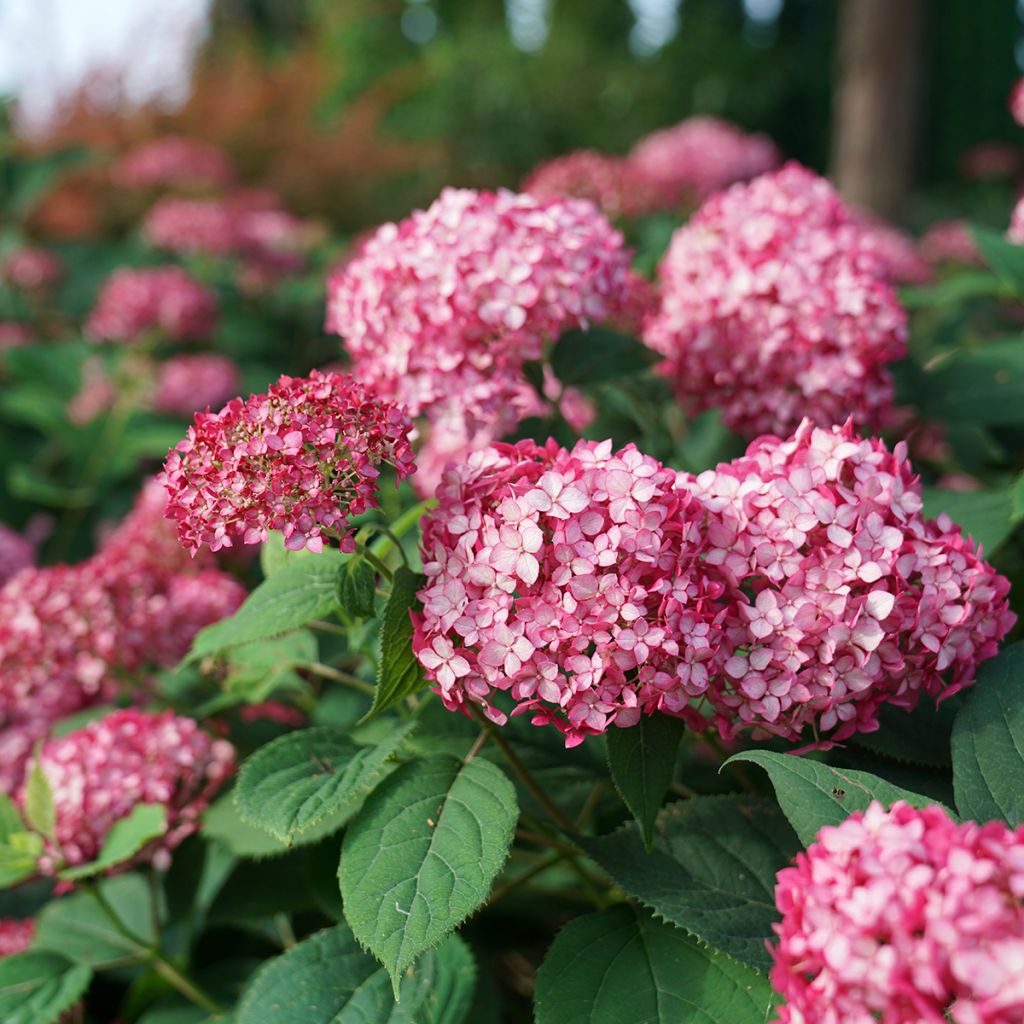 Hortensja krzewiasta Ruby Annabelle