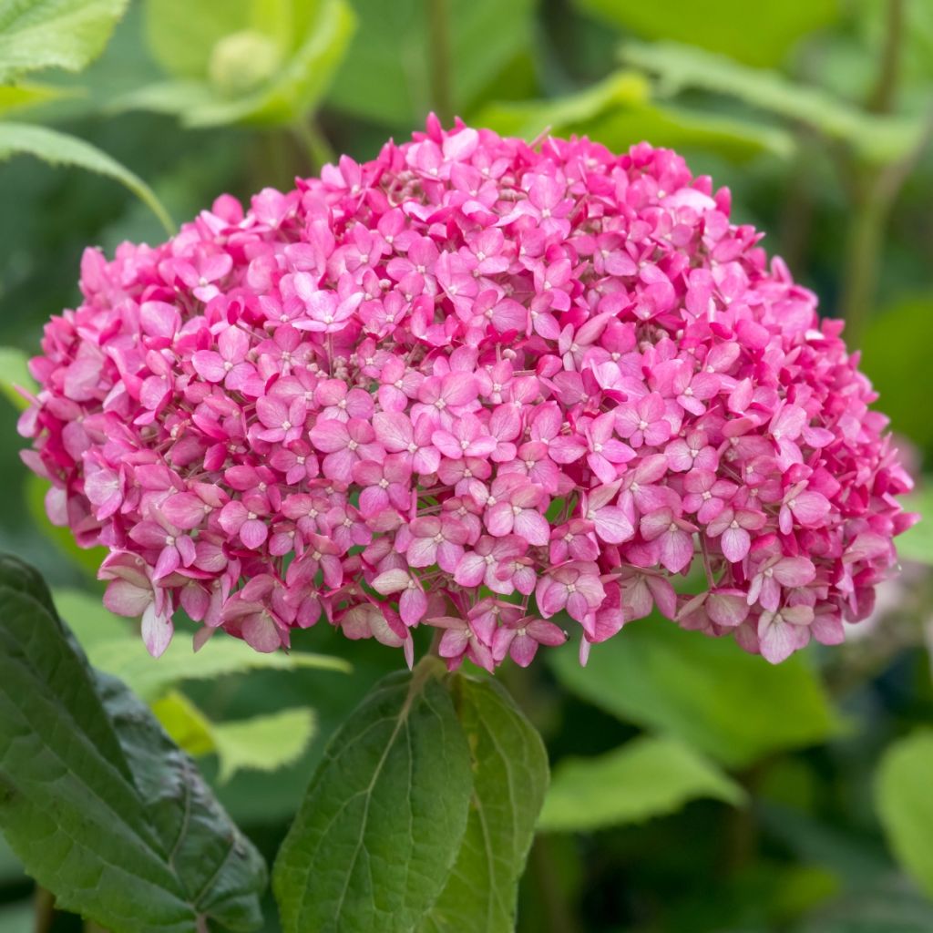 Hortensja krzewiasta Ruby Annabelle