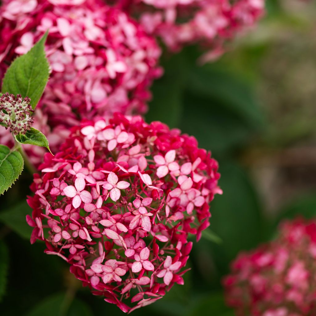 Hortensja krzewiasta Ruby Annabelle