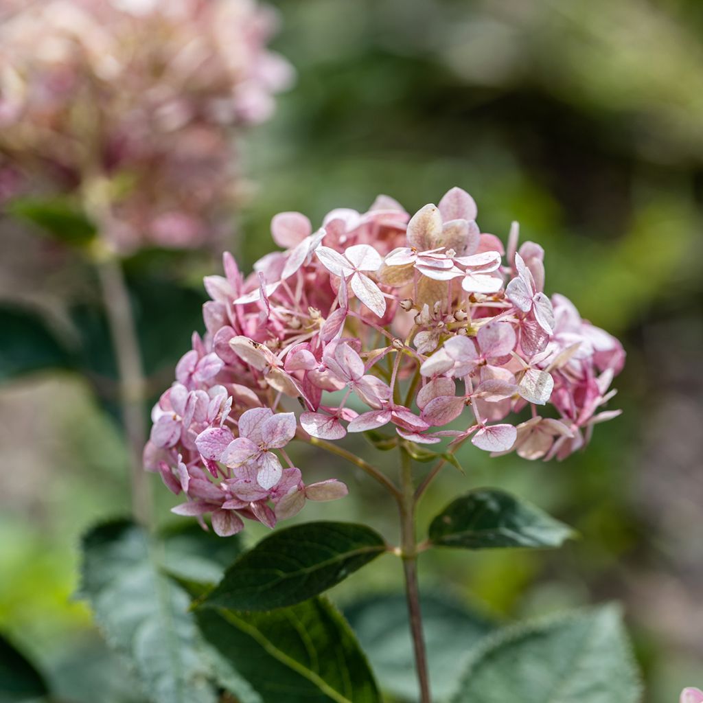 Hortensja krzewiasta Sweet Annabelle