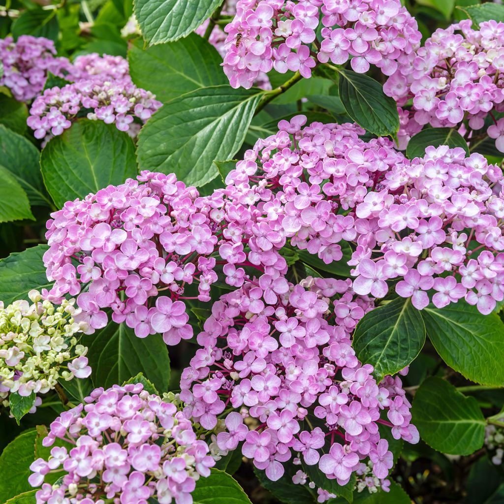 Hortensja ogrodowa Ayesha