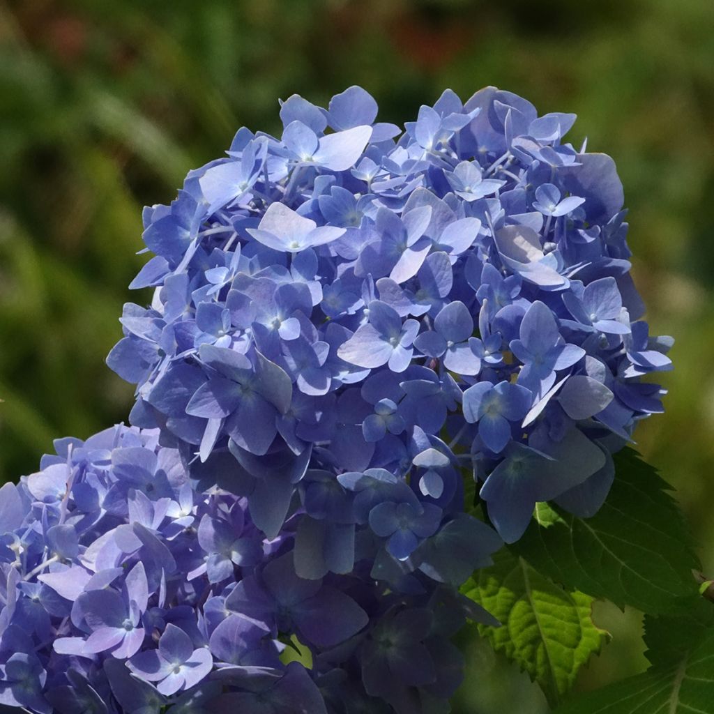 Hortensja ogrodowa Endless Summer The Original Blue