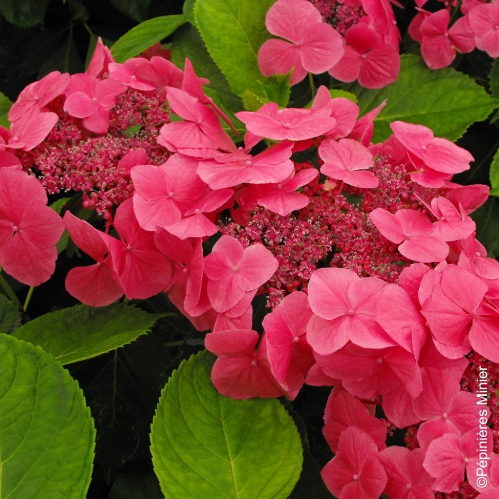 Hortensja ogrodowa Dolce Fragola