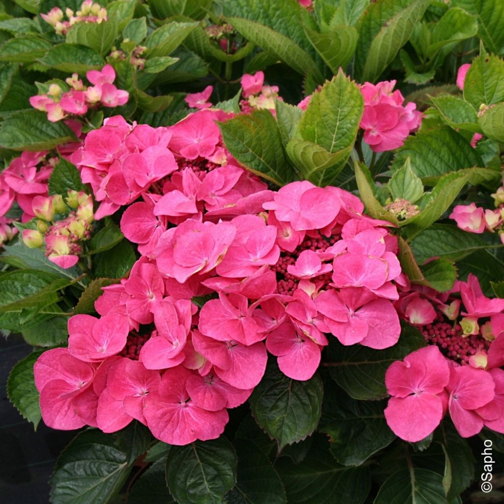Hortensja ogrodowa Dolce Fragola