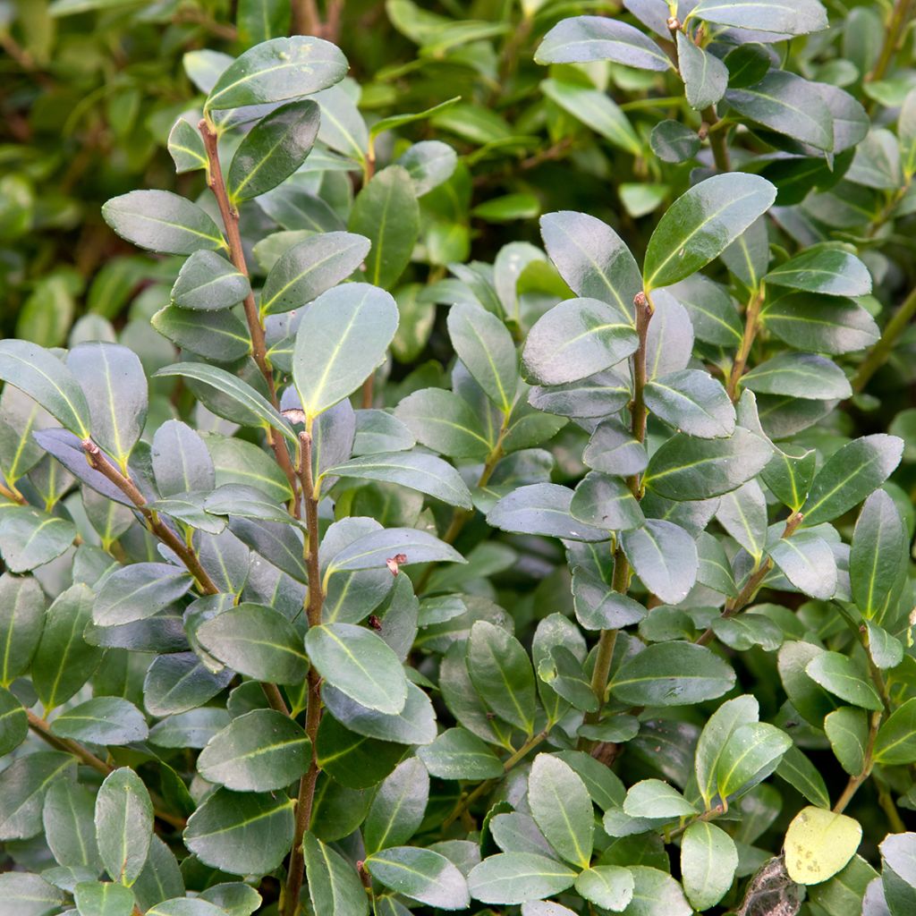 Ostrokrzew karbowanolistny Green Hedge