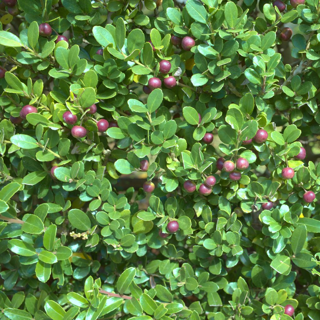 Ostrokrzew karbowanolistny Green Hedge