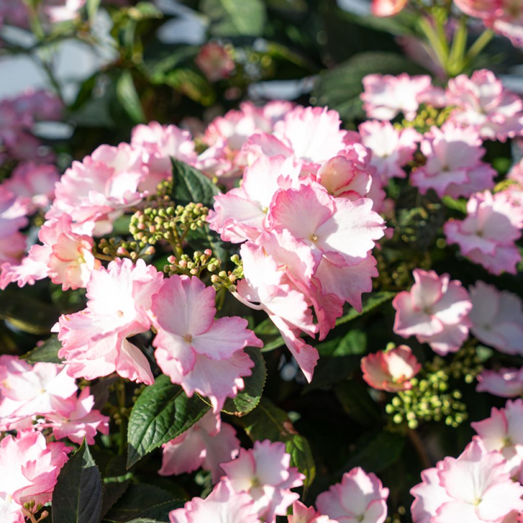 Hortensja ogrodowa Bloombuster