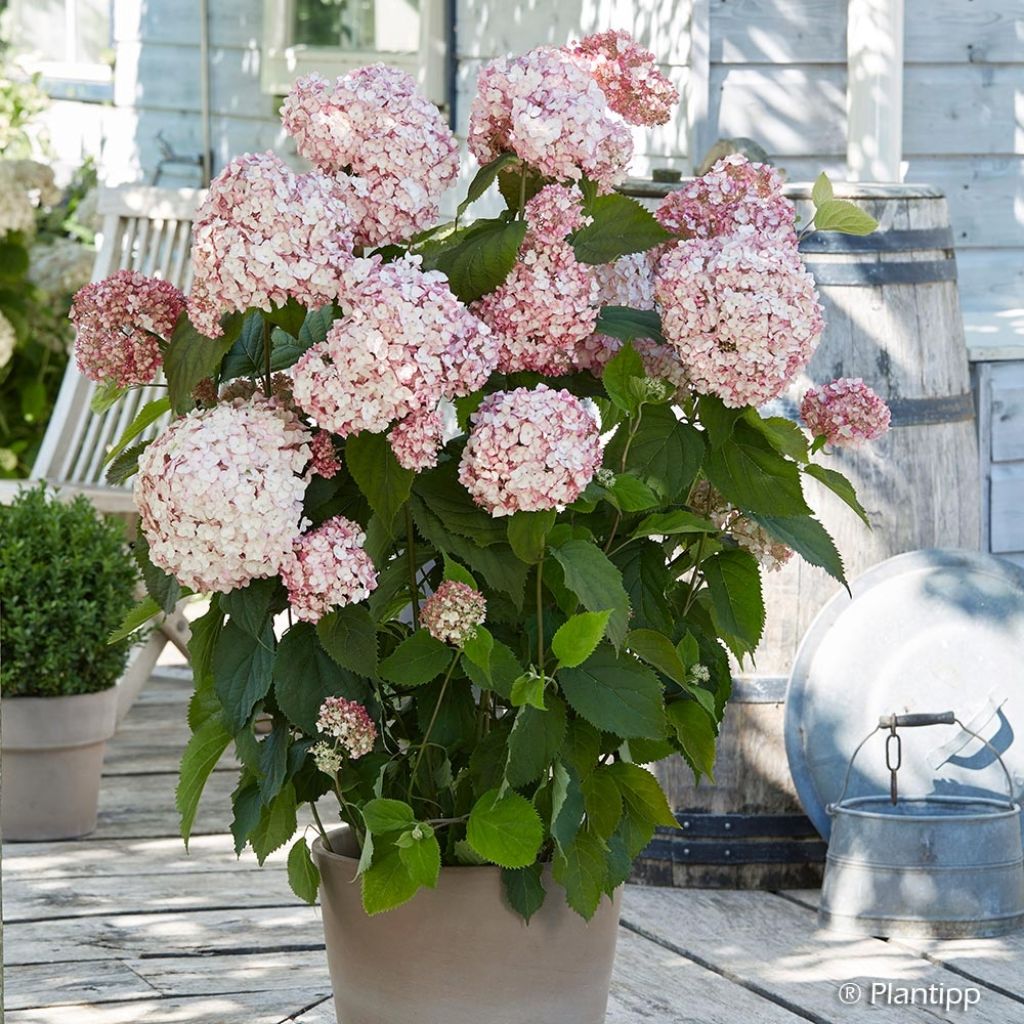 Hortensja krzewiasta Candybelle Bubblegum