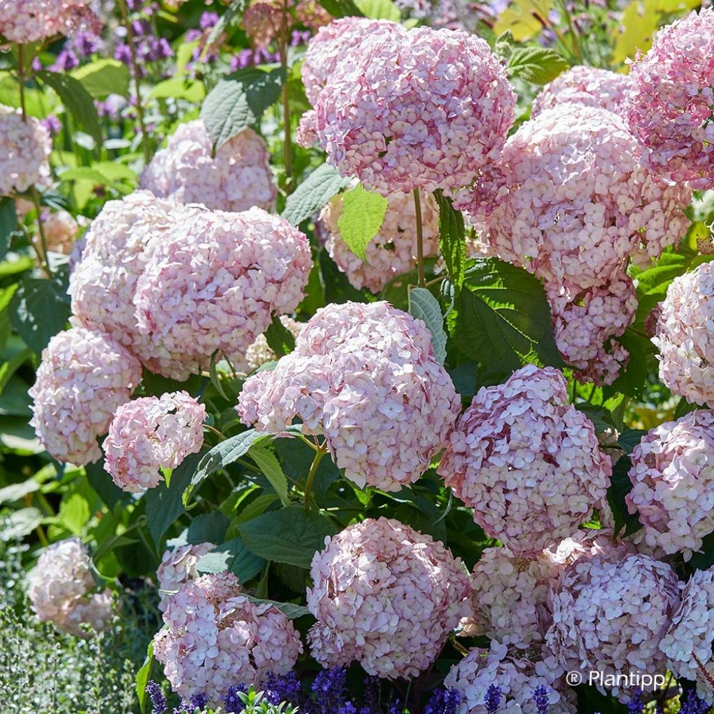 Hortensja krzewiasta Candybelle Bubblegum