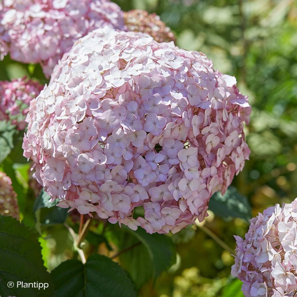 Hortensja krzewiasta Candybelle Bubblegum
