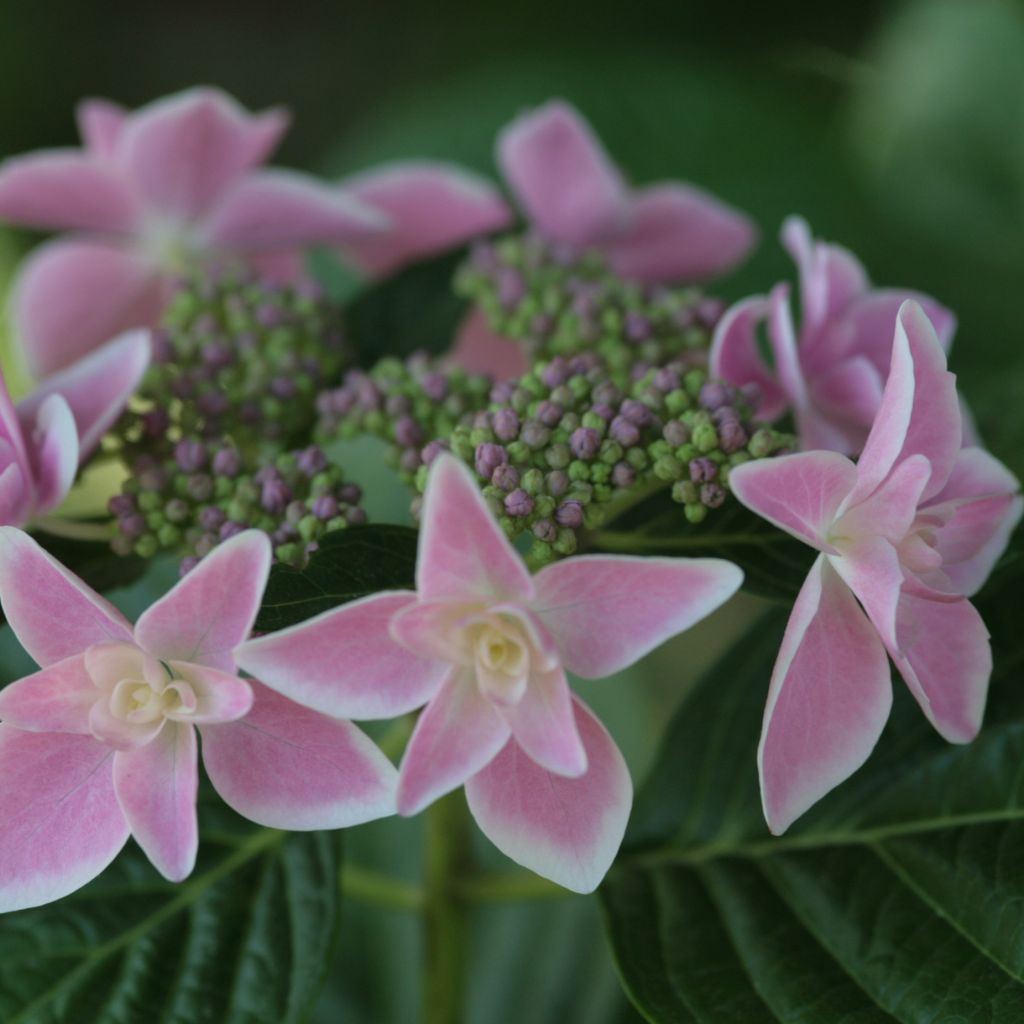 Hortensja ogrodowa Stargazer