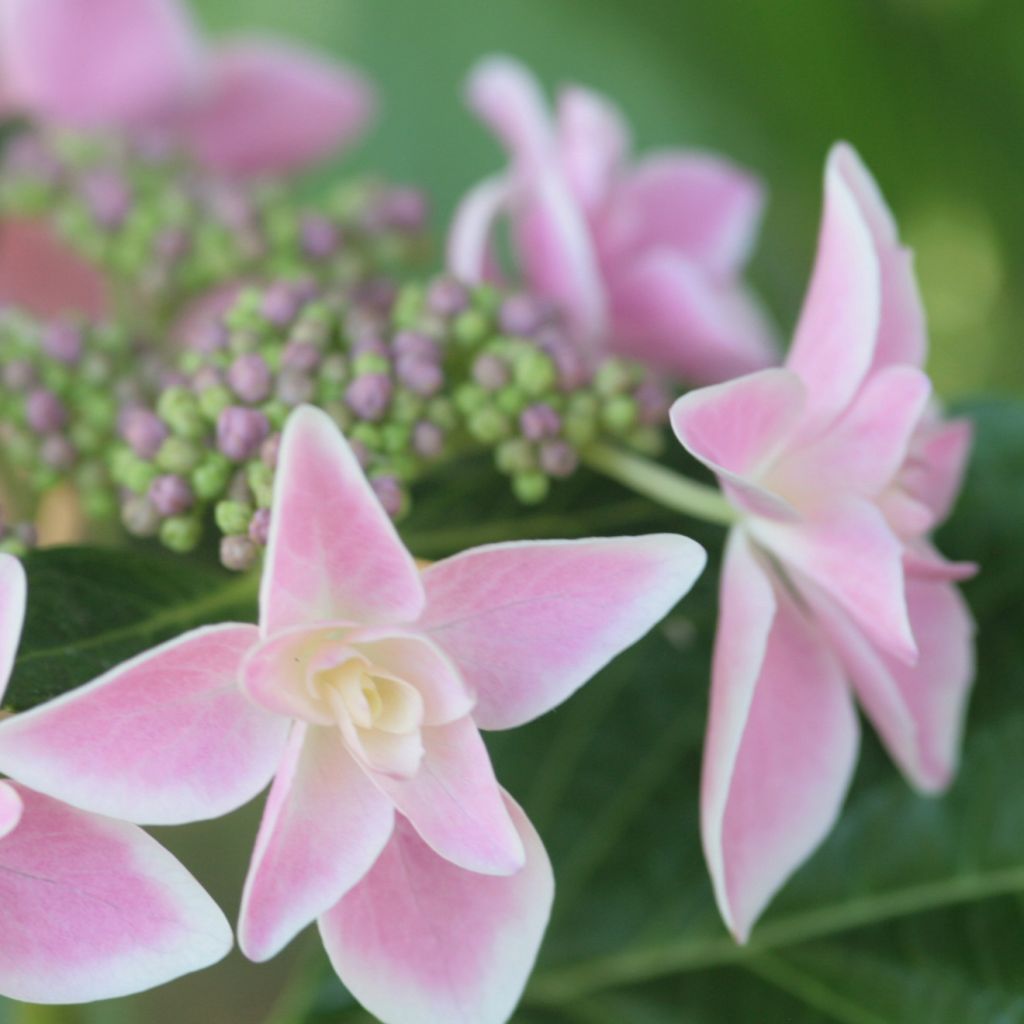 Hortensja ogrodowa Stargazer