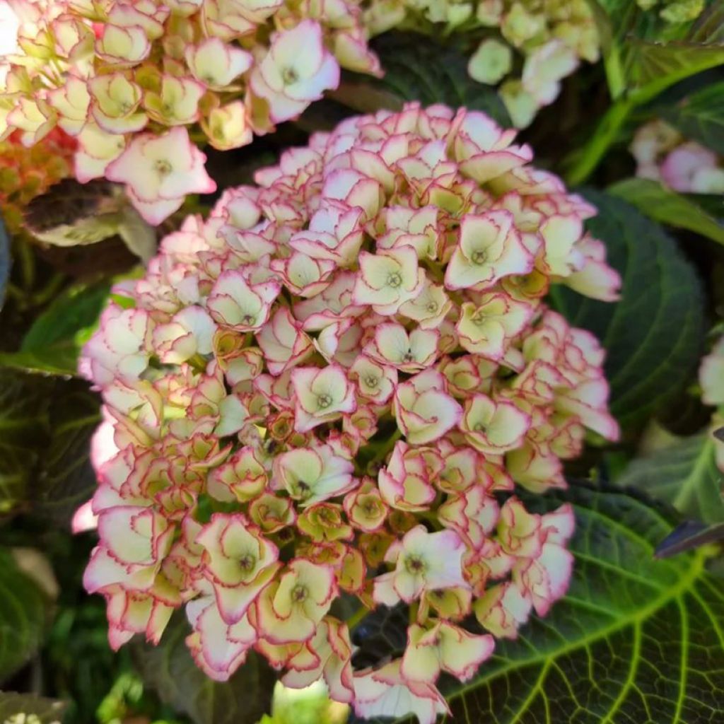 Hortensja ogrodowa Benthe