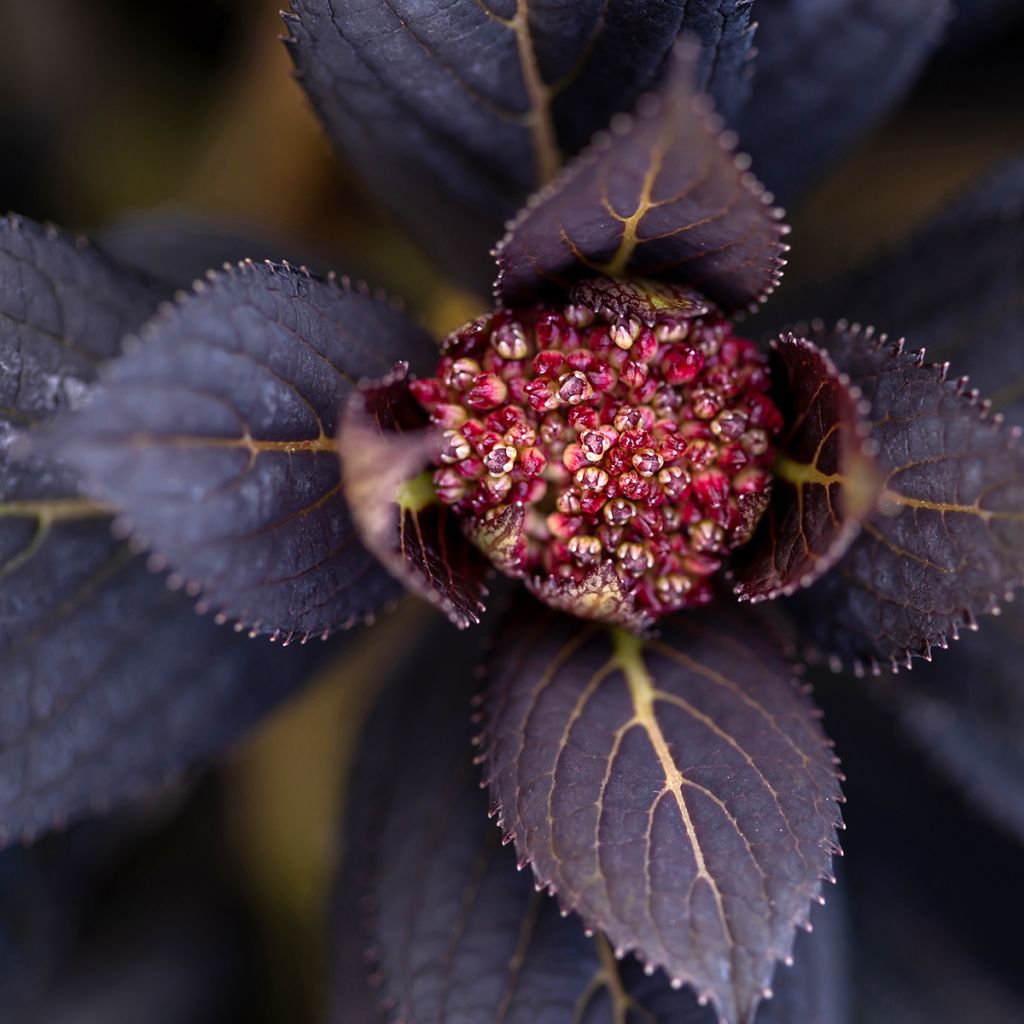 Hortensja ogrodowa Eclipse