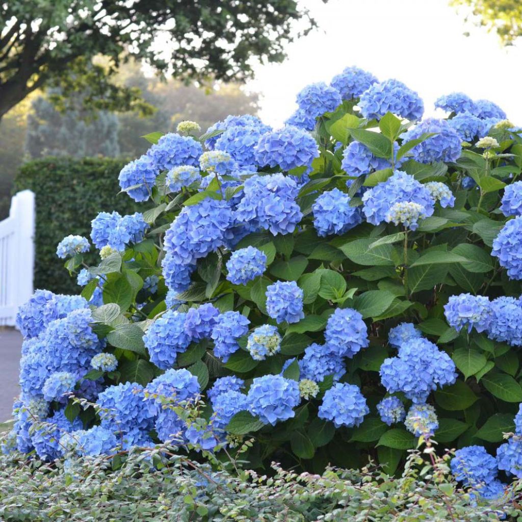 Hortensja ogrodowa Endless Summer The Original Blue