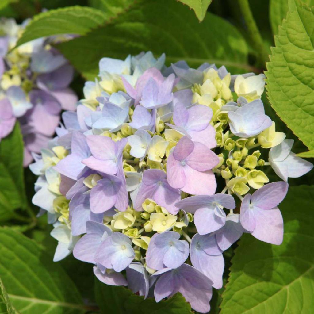Hortensja ogrodowa Endless Summer The Original Blue
